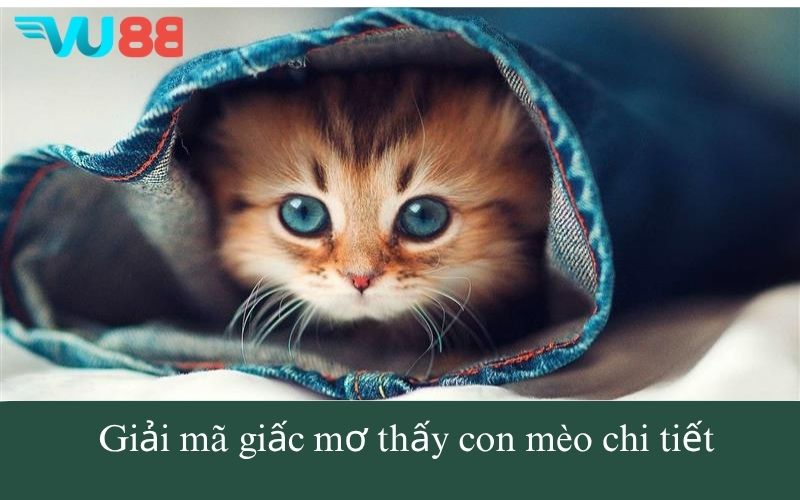 Giải mã giấc mơ thấy con mèo chi tiết