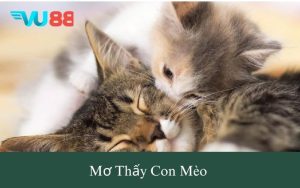 mơ thấy con mèo