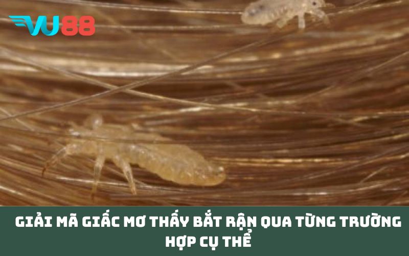 Giải mã giấc Mơ Thấy Bắt Rận qua từng trường hợp cụ thể