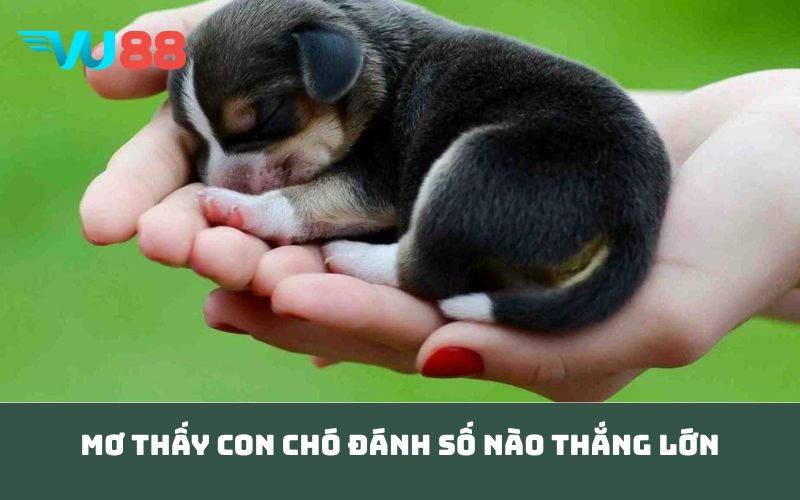 Mơ Thấy Con Chó đánh số nào thắng lớn