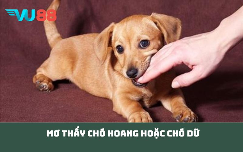 Mơ Thấy Chó Hoang hoặc Chó Dữ