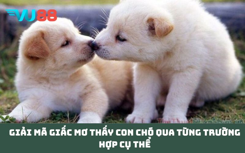 Giải mã giấc Mơ Thấy Con Chó qua từng trường hợp cụ thể