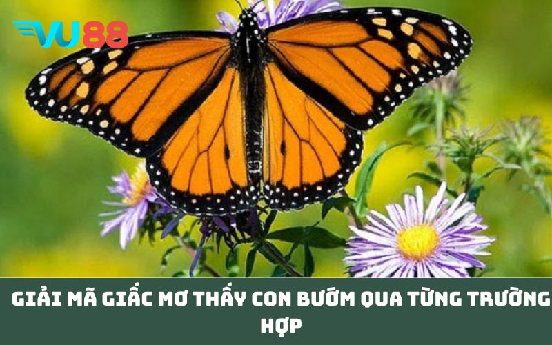Giải mã giấc Mơ thấy con bướm qua từng trường hợp