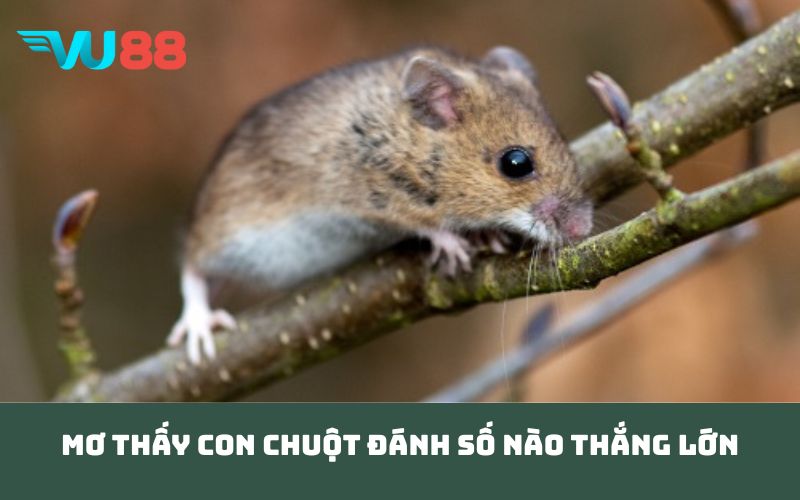 Mơ thấy con chuột đánh số nào thắng lớn