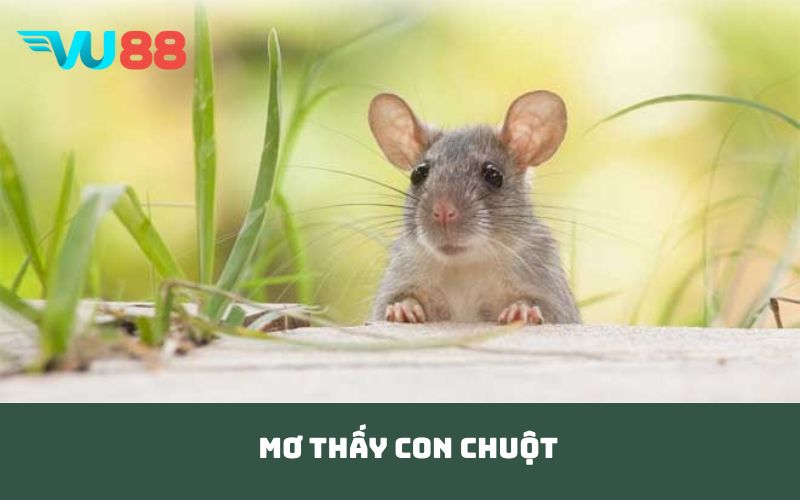 mơ thấy con chuột