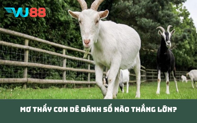 Mơ thấy con dê đánh số nào thắng lớn?