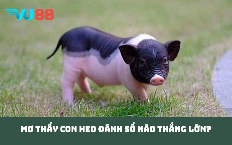 Mơ thấy con heo đánh số nào thắng lớn?
