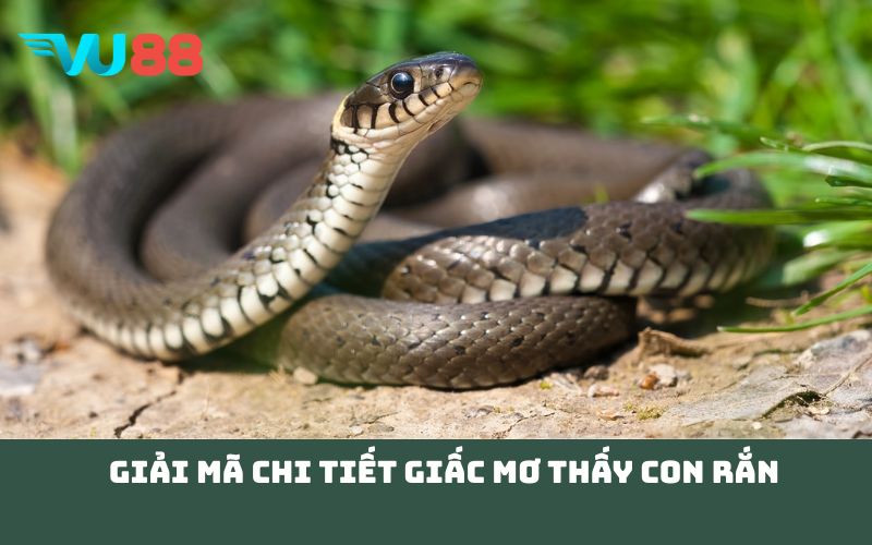 Giải mã chi tiết giấc Mơ thấy con rắn
