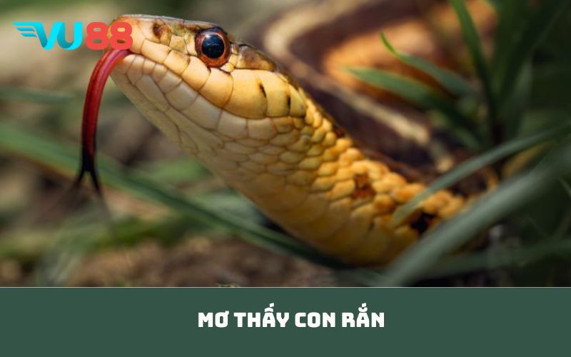 Mơ thấy con rắn