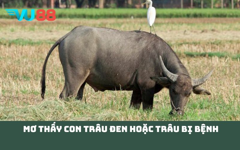 Mơ thấy con trâu đen hoặc trâu bị bệnh