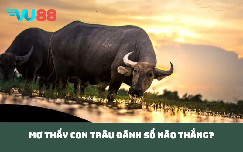 Mơ thấy con trâu đánh số nào thắng?