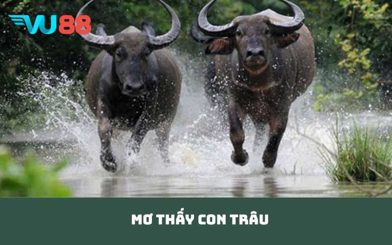 mơ thấy con trâu