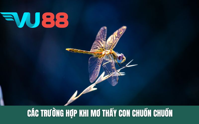 Các trường hợp khi mơ thấy con chuồn chuồn