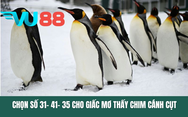 Chọn số 31- 41- 35 cho giấc mơ thấy chim cánh cụt