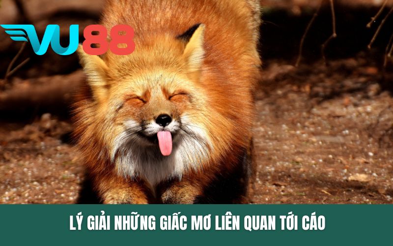 Lý giải những giấc mơ liên quan tới cáo