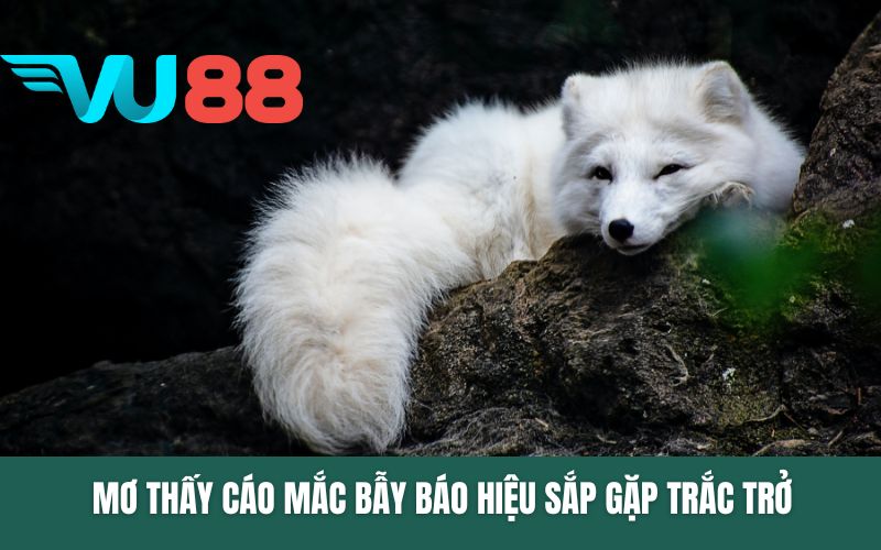 Mơ thấy cáo mắc bẫy báo hiệu sắp gặp trắc trở