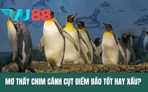 Mơ Thấy Chim Cánh Cụt - Điềm Báo Tốt Hay Xấu? Ý Nghĩa Giấc Mơ.