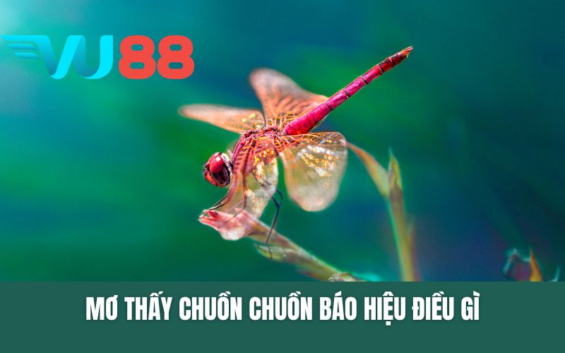 Mơ Thấy Chuồn Chuồn Báo Hiệu Điều Gì