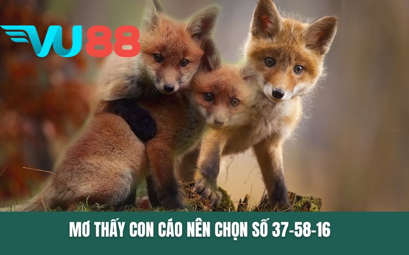 Mơ thấy con cáo nên chọn số 37-58-16