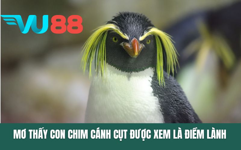 Mơ thấy con chim cánh cụt được xem là điềm lành