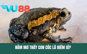 Nằm Mơ Thấy Con Cóc Là Điềm Gì? Giải Mã Chi Tiết A-Z