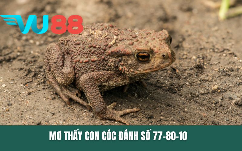 Mơ thấy con cóc đánh số 77-80-10
