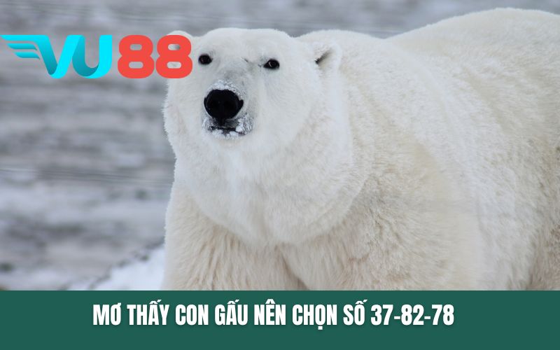 Mơ thấy con gấu nên chọn số 37-82-78