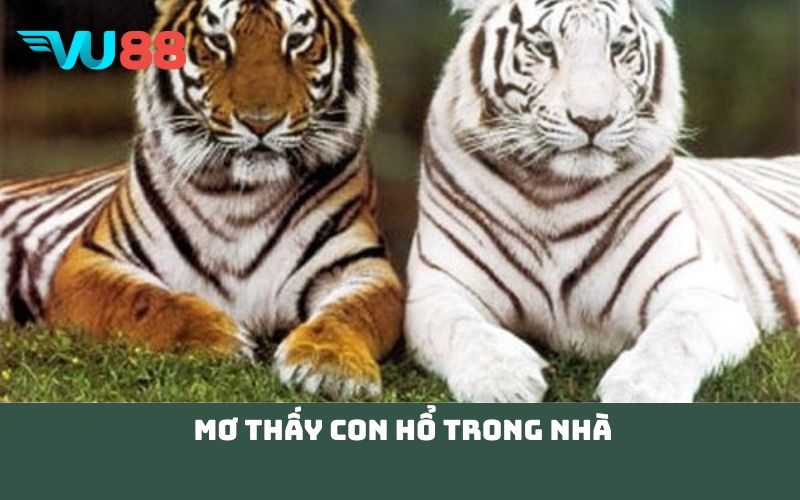 Mơ Thấy Con Hổ Trong Nhà