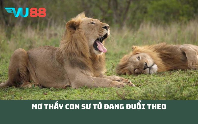 Mơ thấy con sư tử đang đuổi theo