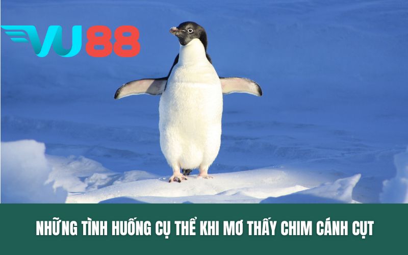 Những tình huống cụ thể khi mơ thấy chim cánh cụt