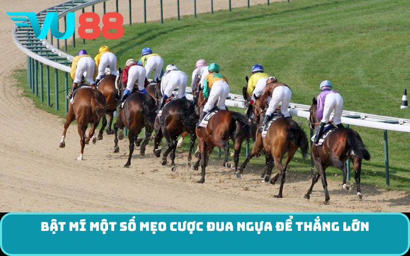 Bật mí một số mẹo cược đua ngựa để thắng lớn