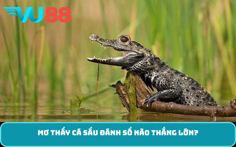 Mơ thấy cá sấu đánh số nào thắng lớn?