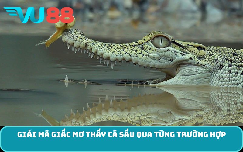 Giải mã giấc mơ thấy cá sấu qua từng trường hợp