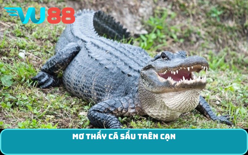 Mơ thấy cá sấu trên cạn