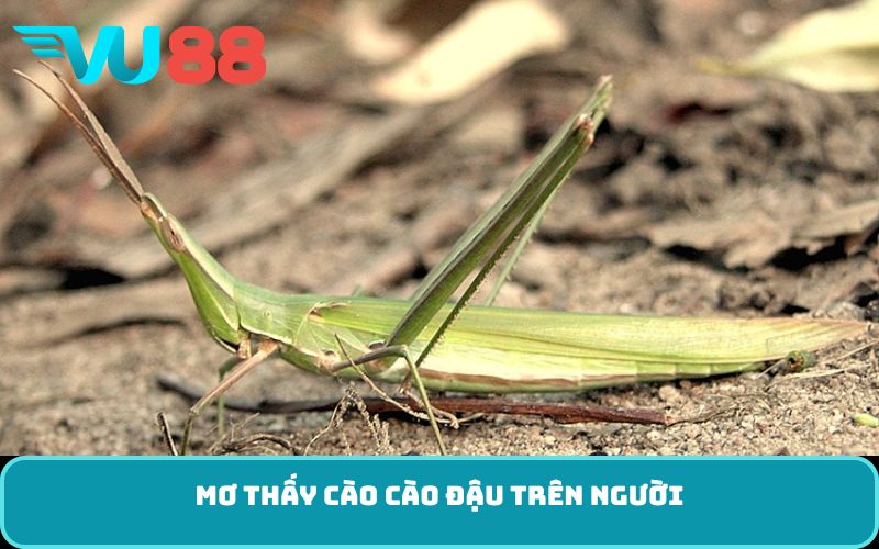 Mơ thấy cào cào đậu trên người