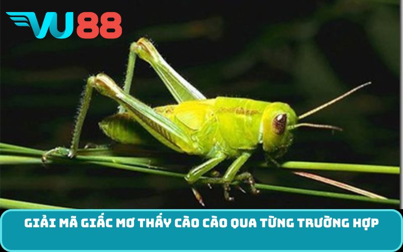 Giải mã giấc Mơ thấy cào cào qua từng trường hợp
