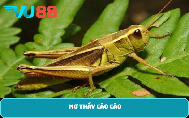 mơ thấy cào cào
