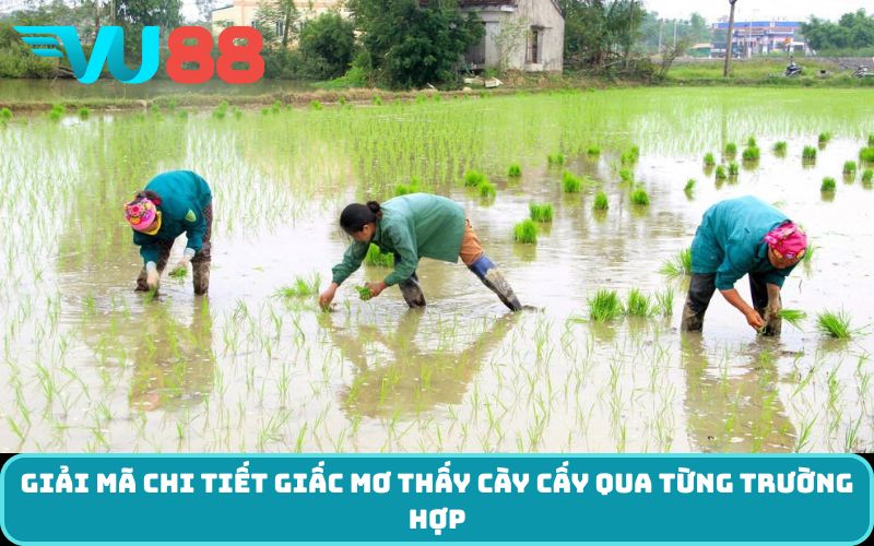 Giải mã chi tiết giấc Mơ thấy cày cấy qua từng trường hợp