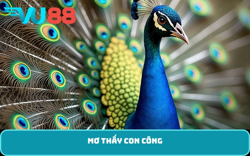 Mơ thấy con công