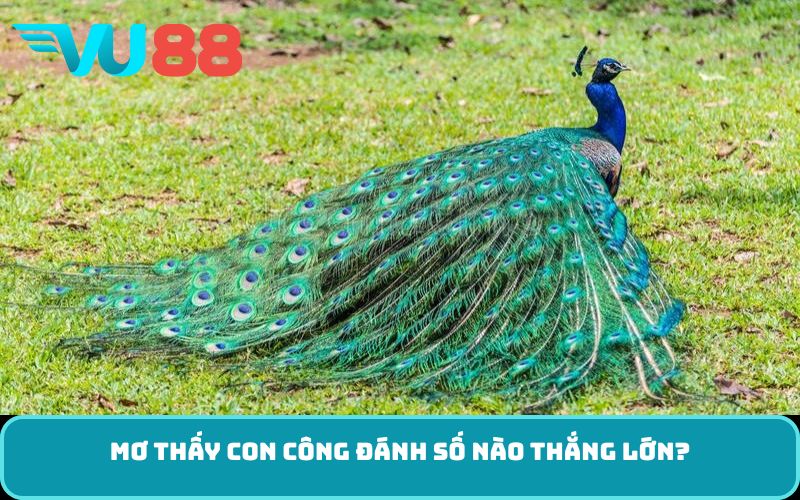 Mơ thấy con công đánh số nào thắng lớn?