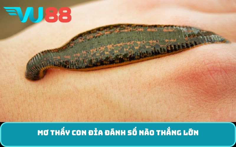 Mơ thấy con đỉa đánh số nào thắng lớn