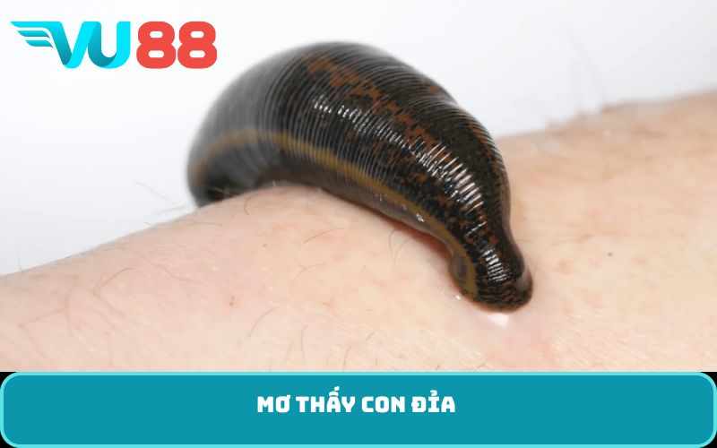 Mơ thấy con đỉa