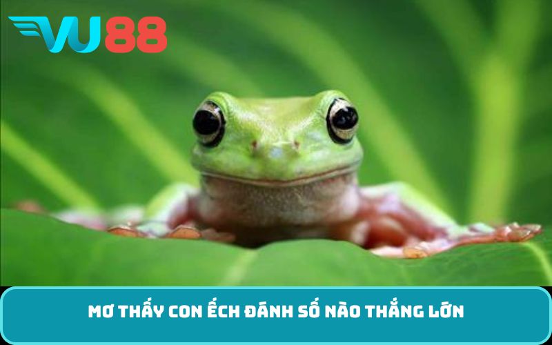 Mơ thấy con ếch đánh số nào thắng lớn