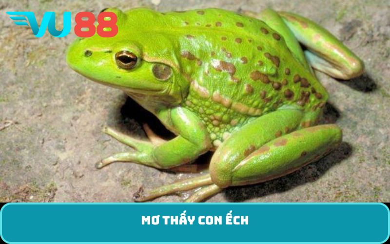 mơ thấy con ếch