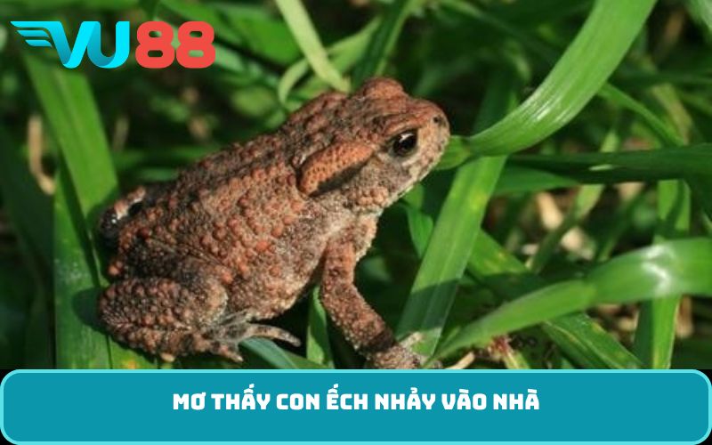 Mơ thấy con ếch nhảy vào nhà