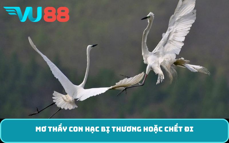 Mơ thấy con hạc bị thương hoặc chết đi