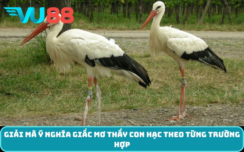 Giải mã ý nghĩa giấc mơ thấy con hạc theo từng trường hợp