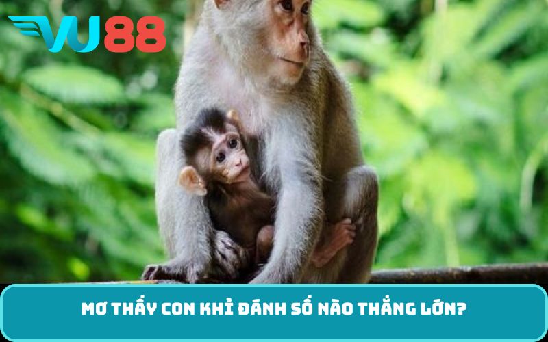 Mơ thấy con khỉ đánh số nào thắng lớn?