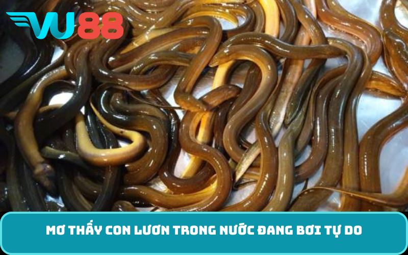 Mơ Thấy Con Lươn Trong Nước Đang Bơi Tự Do