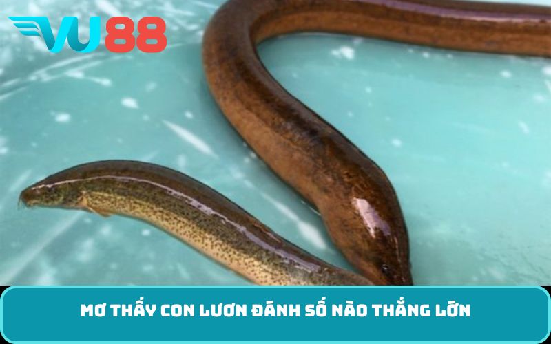 Mơ Thấy Con Lươn đánh số nào thắng lớn